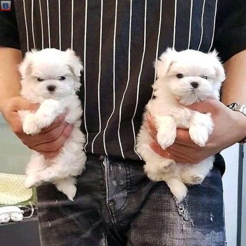 Maltese puppies for sale