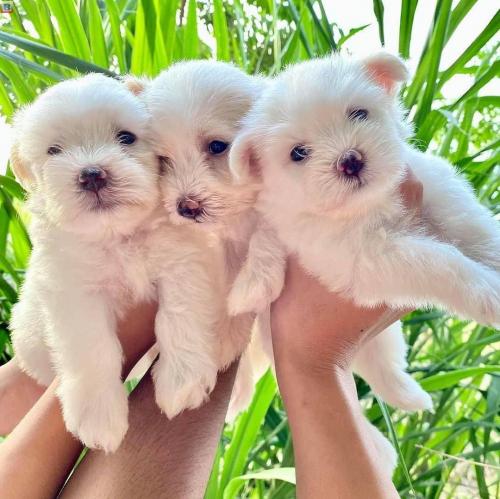 Maltese puppies for sale