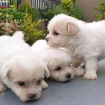 Maltese puppies for sale
