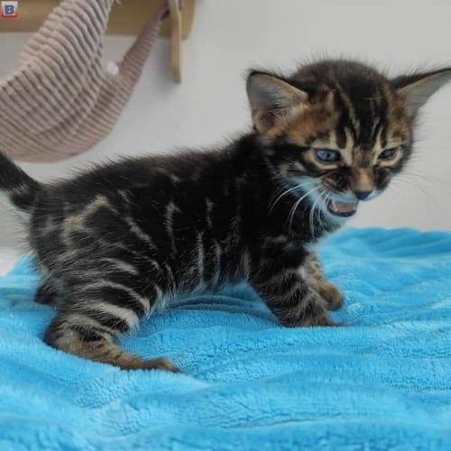 Bengal kittens for sale