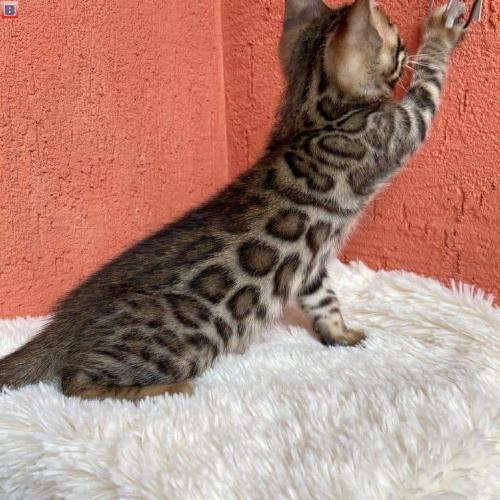Bengal kittens for sale