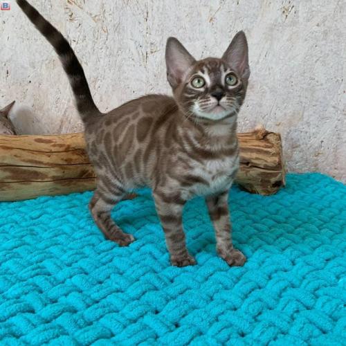 Bengal kittens for sale